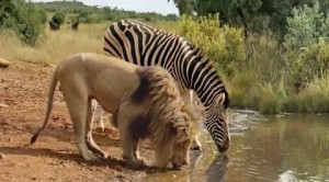 lion-zebra-water-hole