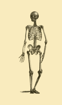 gif-government-smithsonian-waving-skeleton