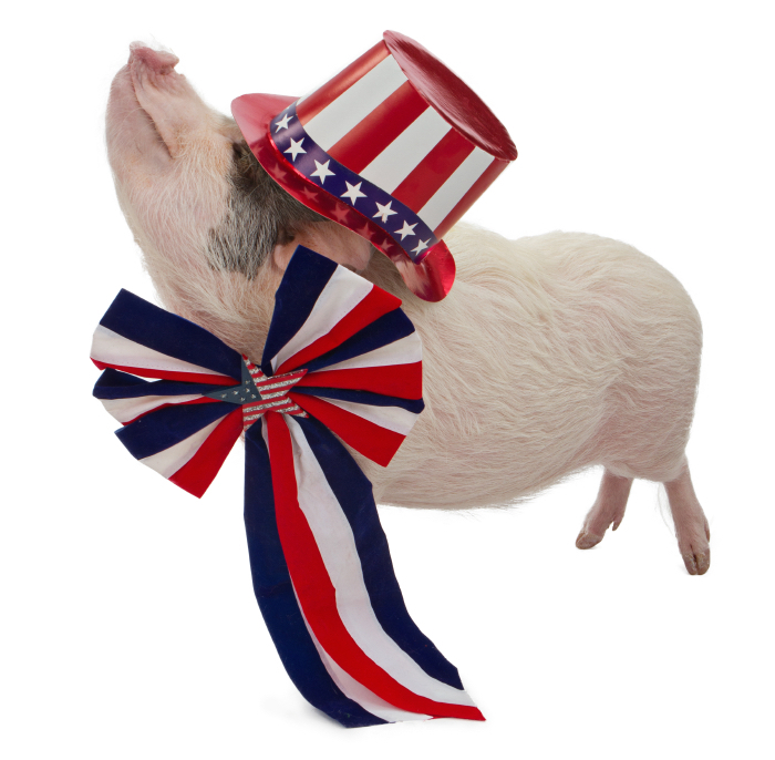 A pot-bellied pig wearing a patriotic red, white and blue hat and bow with stars for a fourth of July celebration