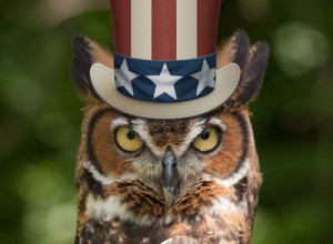 patriotic-owl-spirit-animal-e1473451562679-300x220.jpg