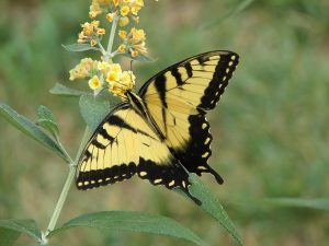 Eastern Tiger Swallowtail