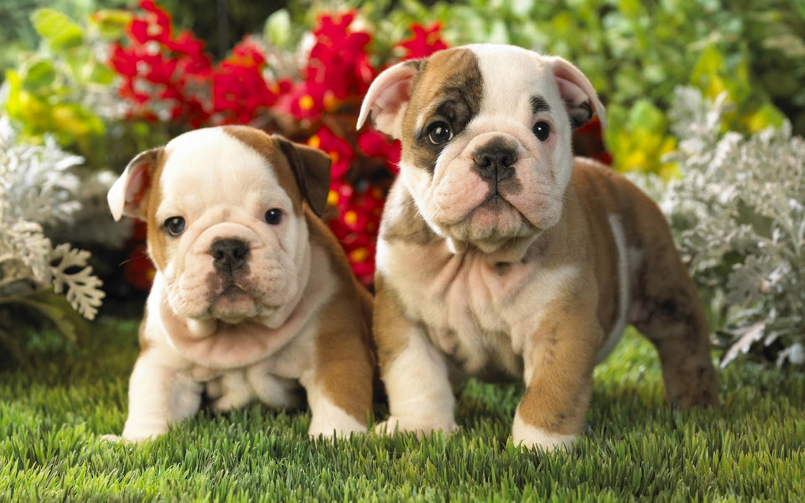 hd english bulldog puppies hd dogs wallpapers backgrounds pictures hd english bulldog puppies hd dogs wallpapers backgrounds pictures