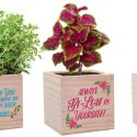 Appreciation Plant Cubes