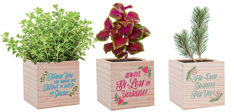 https://www.govloop.com/wp-content/uploads/2020/11/holiday-gift-idea-coworker-office-appreciation-plant-cube.jpg