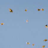 image thumbnail link to The Last Migration: Why We Should Be Done Ripping and Replacing